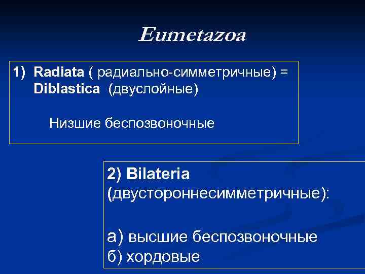Eumetazoa 1) Radiata ( радиально-симметричные) = Diblastica (двуслойные) Низшие беспозвоночные 2) Bilateria (двустороннесимметричные): а)