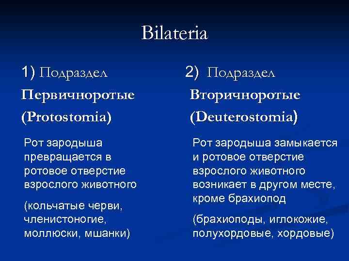 Bilateria 1) Подраздел Первичноротые (Protostomia) Рот зародыша превращается в ротовое отверстие взрослого животного (кольчатые