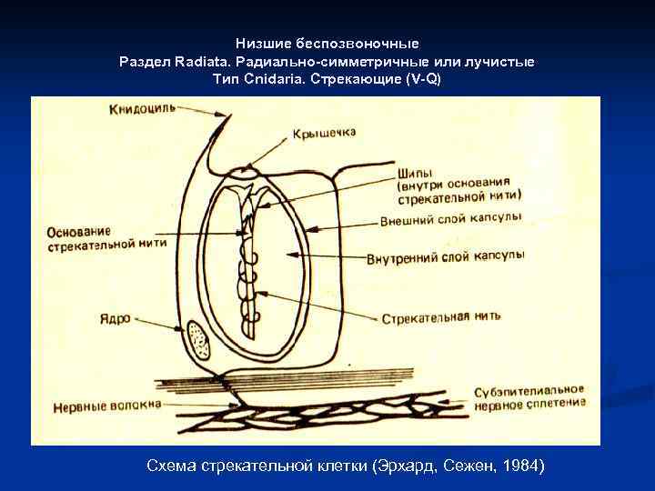 Низшие беспозвоночные Раздел Radiata. Радиально-симметричные или лучистые Тип Cnidaria. Cтрекающие (V-Q) Схема стрекательной клетки