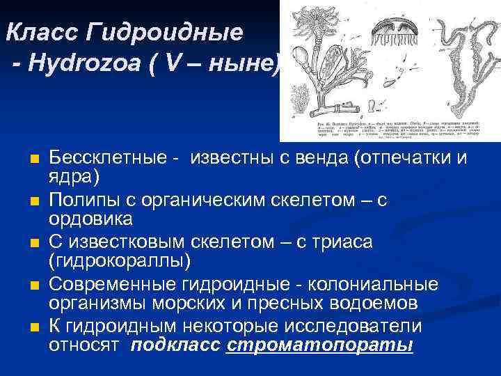 Класс Гидроидные - Hydrozoa ( V – ныне) n n n Бессклетные - известны
