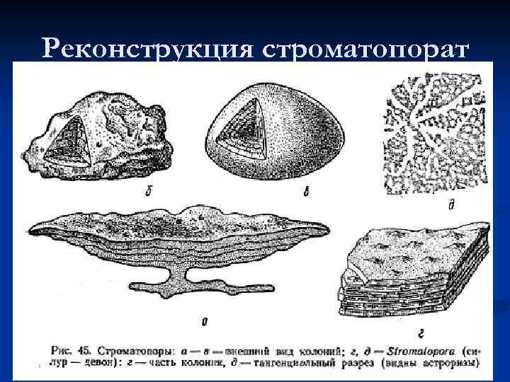 Реконструкция строматопорат 