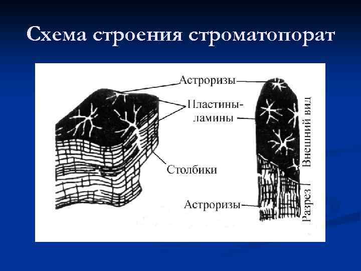 Схема строения строматопорат 