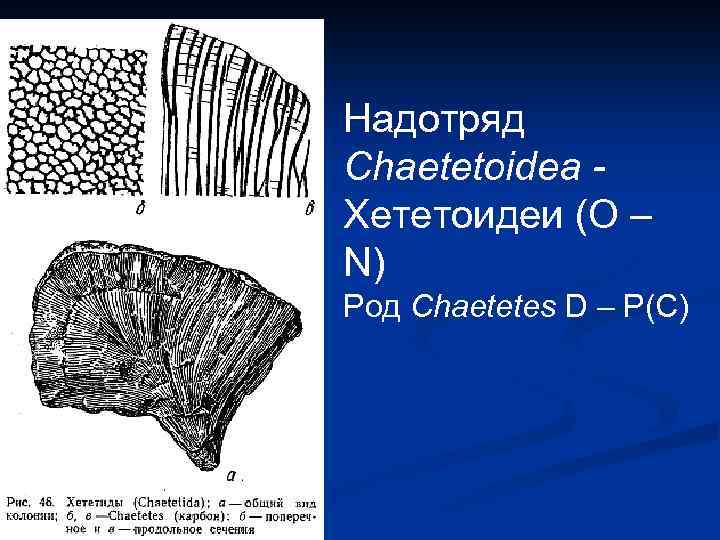 Надотряд Chaetetoidea - Хететоидеи (O – N) Род Chaetetes D – P(C) 