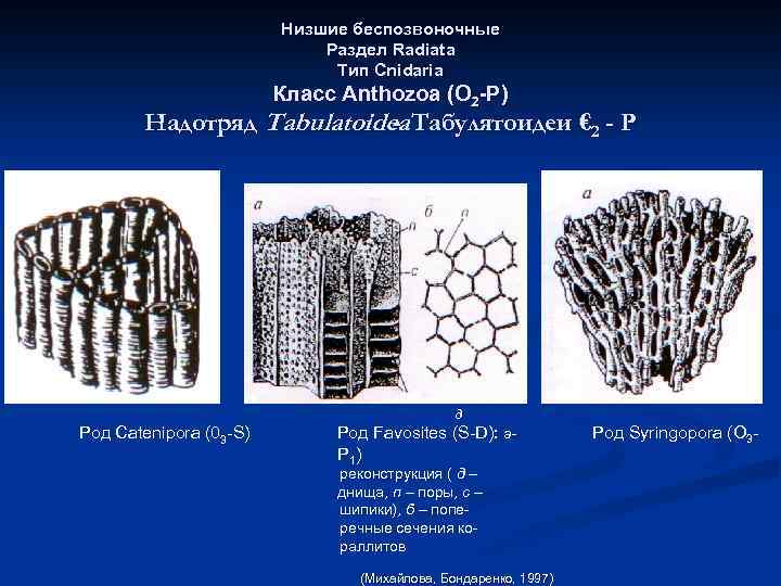 Низшие беспозвоночные Раздел Radiata Тип Cnidaria Класс Anthozoa (O 2 -P) Надотряд Tabulatoidea Табулятоидеи