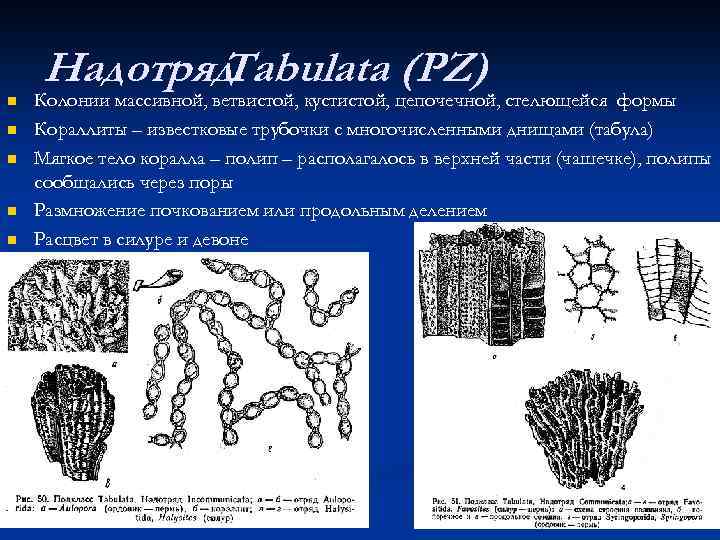 Надотряд Tabulata (PZ) n n n Колонии массивной, ветвистой, кустистой, цепочечной, стелющейся формы Кораллиты