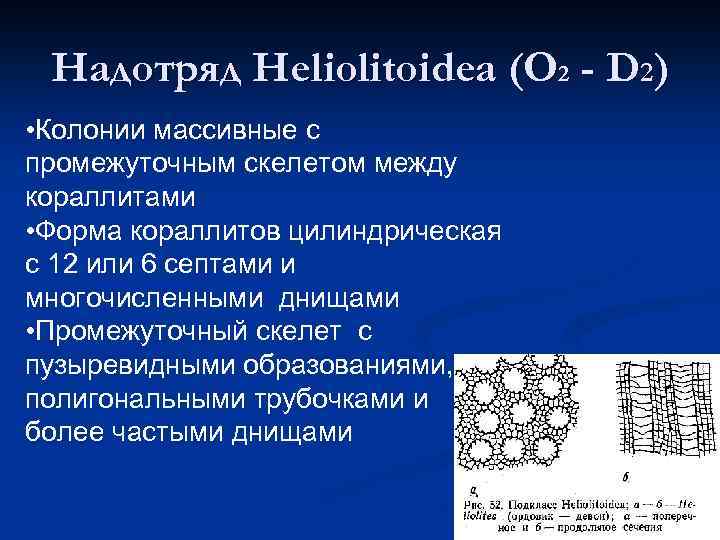 Надотряд Heliolitoidea (O 2 - D 2) • Колонии массивные с промежуточным скелетом между