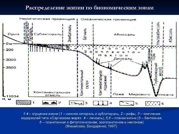 Распределение жизни по биономическим зонам 1 -4 – сгущения жизни (1 – нижняя литораль