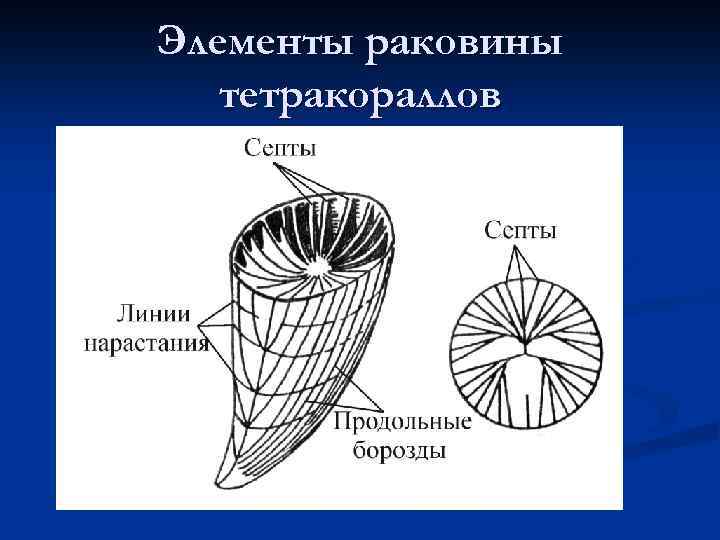 Элементы раковины тетракораллов 
