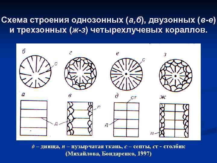 Схема строения однозонных (а, б), двузонных (в-е) и трехзонных (ж-з) четырехлучевых кораллов. д –