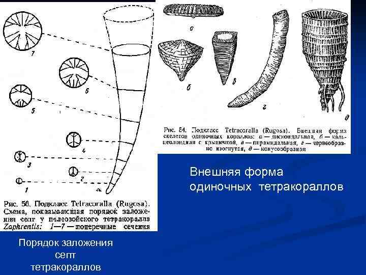 Внешняя форма одиночных тетракораллов Порядок заложения септ тетракораллов 