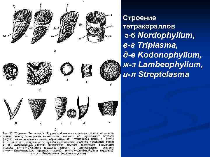 Строение тетракораллов а-б Nordophyllum, в-г Triplasma, д-е Kodonophyllum, ж-з Lambeophyllum, и-л Streptelasma 