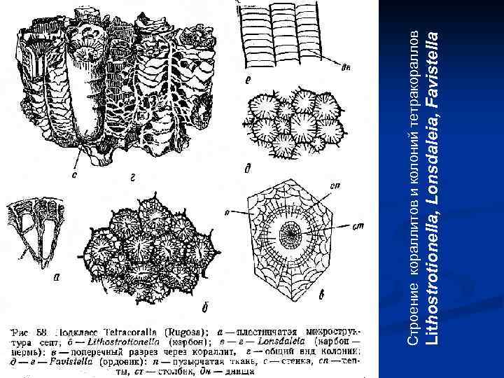 Lithostrotionella, Lonsdaleia, Favistella Строение кораллитов и колоний тетракораллов 