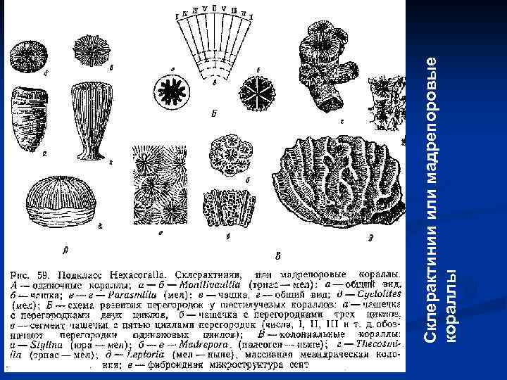 Склерактинии или мадрепоровые кораллы 