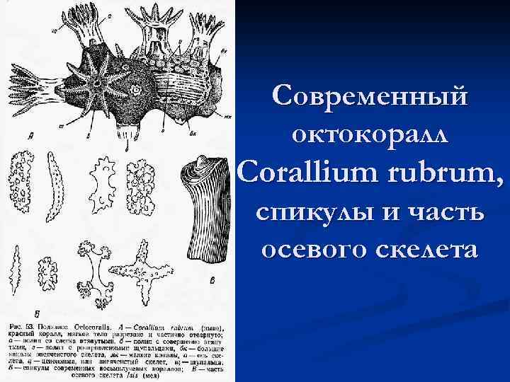 Современный октокоралл Corallium rubrum, спикулы и часть осевого скелета 