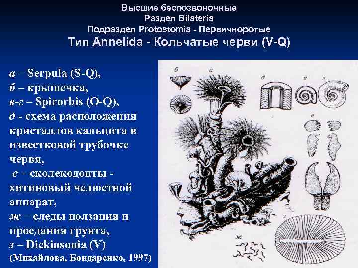 Высшие беспозвоночные Раздел Bilateria Подраздел Protostomia - Первичноротые Тип Annelida - Кольчатые черви (V-Q)