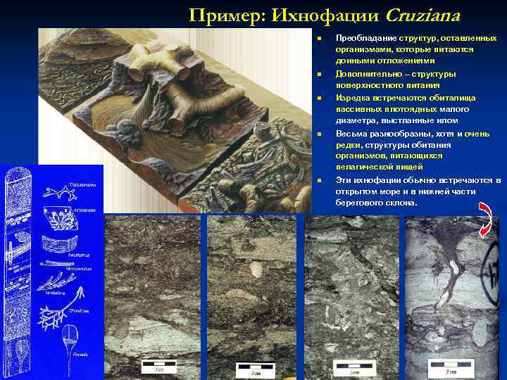 Пример: Ихнофации Cruziana n Преобладание структур, оставленных организмами, которые питаются донными отложениями n Дополнительно