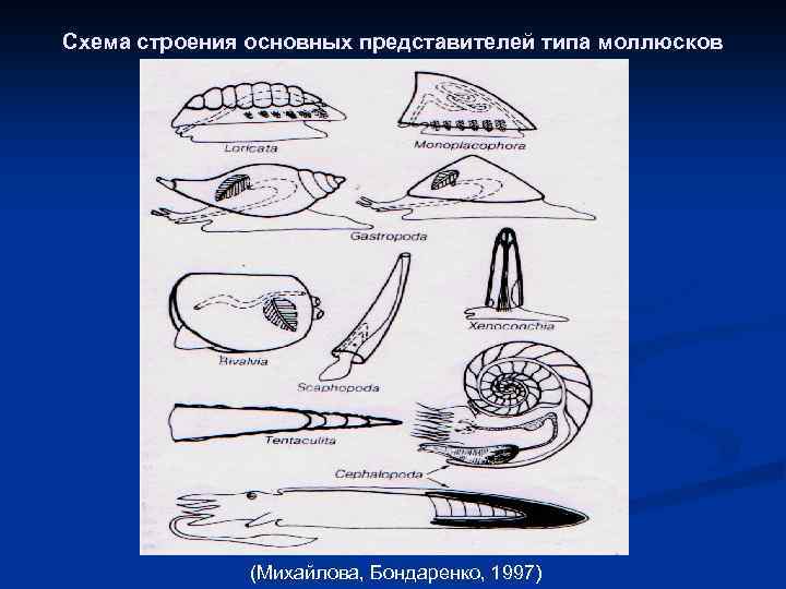 Схема строения основных представителей типа моллюсков (Михайлова, Бондаренко, 1997) 