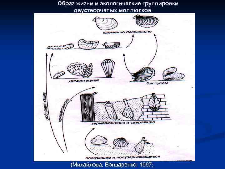 Образ жизни и экологические группировки двустворчатых моллюсков (Михайлова, Бондаренко, 1997) 