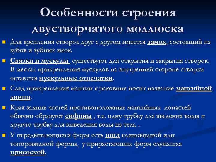Особенности строения двустворчатого моллюска n n n Для крепления створок друг с другом имеется