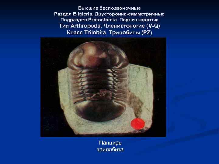 Высшие беспозвоночные Раздел Bilateria. Двусторонне-симметричные Подраздел Protostomia. Первичноротые Тип Arthropoda. Членистоногие (V-Q) Класс Trilobita.