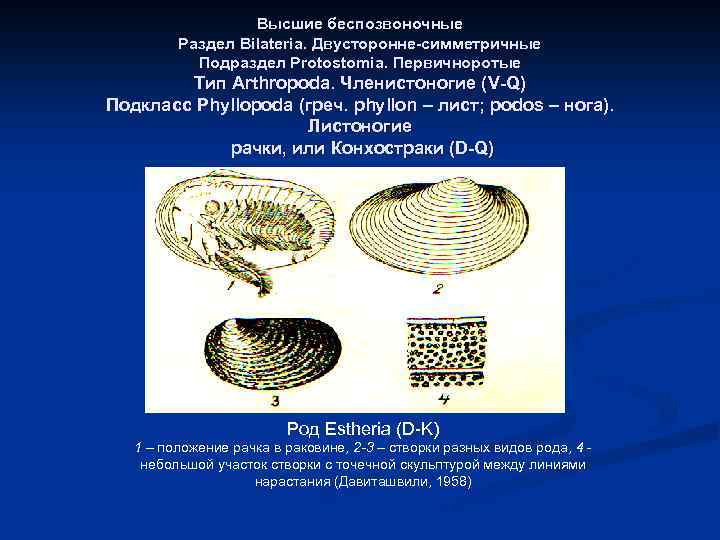 Высшие беспозвоночные Раздел Bilateria. Двусторонне-симметричные Подраздел Protostomia. Первичноротые Тип Arthropoda. Членистоногие (V-Q) Подкласс Phyllopoda