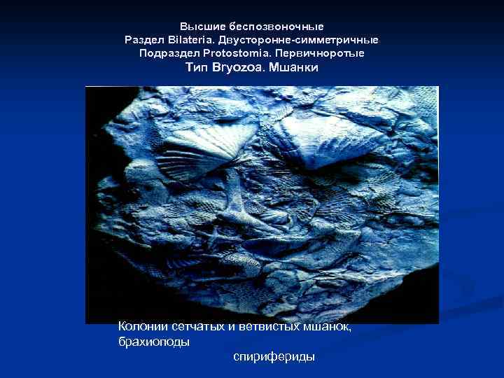 Высшие беспозвоночные Раздел Bilateria. Двусторонне-симметричные Подраздел Protostomia. Первичноротые Тип Bryozoa. Мшанки Колонии сетчатых и