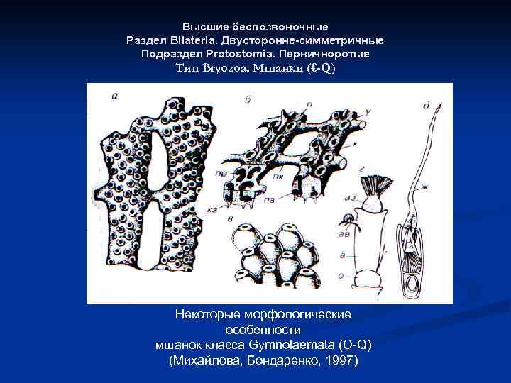 Высшие беспозвоночные Раздел Bilateria. Двусторонне-симметричные Подраздел Protostomia. Первичноротые Тип Bryozoa. Мшанки (€-Q) Некоторые морфологические