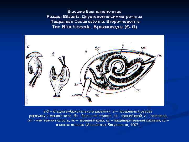Высшие беспозвоночные Раздел Bilateria. Двусторонне-симметричные Подраздел Deuterostomia. Вторичноротые Тип Brachiopoda. Брахиоподы (€- Q) а-б