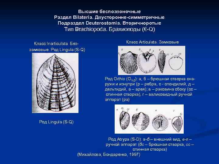 Высшие беспозвоночные Раздел Bilateria. Двусторонне-симметричные Подраздел Deuterostomia. Вторичноротые Тип Brachiopoda. Брахиоподы (€-Q) Класс Inarticulata.