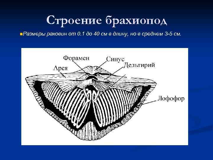 Строение брахиопод n. Размеры раковин от 0. 1 до 40 см в длину, но
