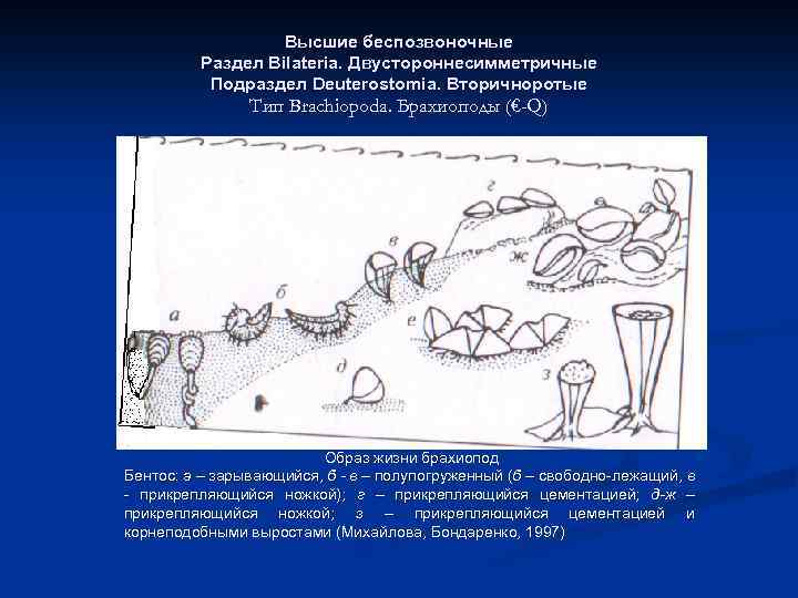 Высшие беспозвоночные Раздел Bilateria. Двустороннесимметричные Подраздел Deuterostomia. Вторичноротые Тип Brachiopoda. Брахиоподы (€-Q) Образ жизни