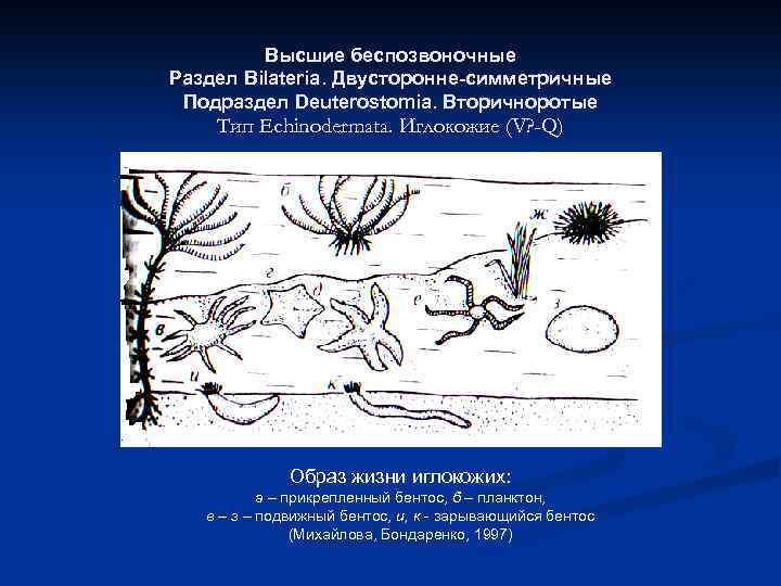 Высшие беспозвоночные Раздел Bilateria. Двусторонне-симметричные Подраздел Deuterostomia. Вторичноротые Тип Echinodermata. Иглокожие (V? -Q) Образ