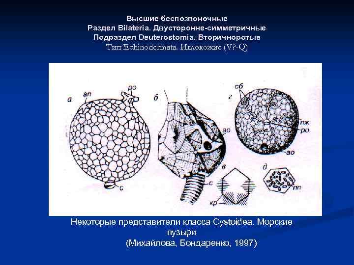 Высшие беспозвоночные Раздел Bilateria. Двусторонне-симметричные Подраздел Deuterostomia. Вторичноротые Тип Echinodermata. Иглокожие (V? -Q) Некоторые