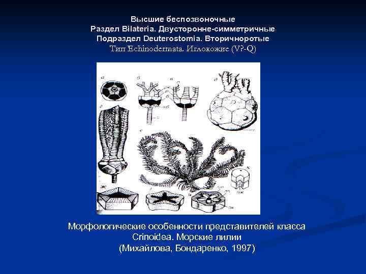 Высшие беспозвоночные Раздел Bilateria. Двусторонне-симметричные Подраздел Deuterostomia. Вторичноротые Тип Echinodermata. Иглокожие (V? -Q) Морфологические