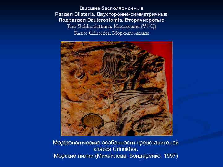 Высшие беспозвоночные Раздел Bilateria. Двусторонне-симметричные Подраздел Deuterostomia. Вторичноротые Тип Echinodermata. Иглокожие (V? -Q) Класс