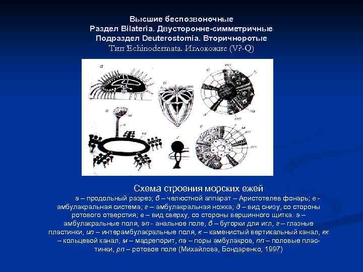Высшие беспозвоночные Раздел Bilateria. Двусторонне-симметричные Подраздел Deuterostomia. Вторичноротые Тип Echinodermata. Иглокожие (V? -Q) Схема