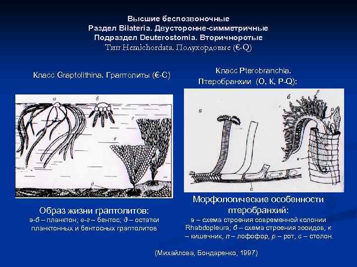 Высшие беспозвоночные Раздел Bilateria. Двусторонне-симметричные Подраздел Deuterostomia. Вторичноротые Тип Hemichordata. Полухордовые (€-Q) Класс Graptolithina.