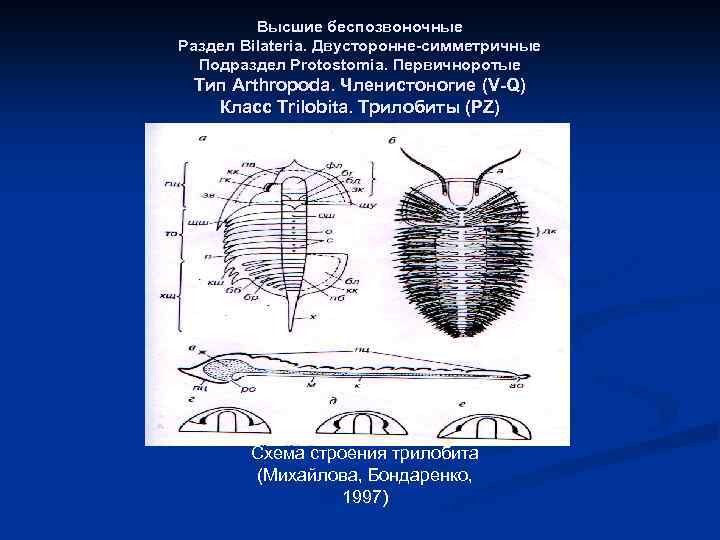 Высшие беспозвоночные Раздел Bilateria. Двусторонне-симметричные Подраздел Protostomia. Первичноротые Тип Arthropoda. Членистоногие (V-Q) Класс Trilobita.