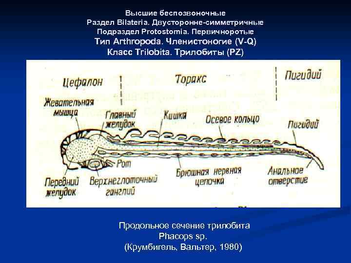 Высшие беспозвоночные Раздел Bilateria. Двусторонне-симметричные Подраздел Protostomia. Первичноротые Тип Arthropoda. Членистоногие (V-Q) Класс Trilobita.