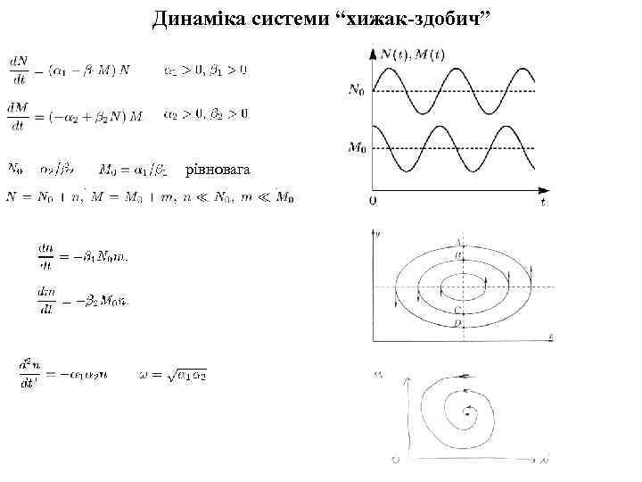 Динаміка системи “хижак-здобич” рівновага 