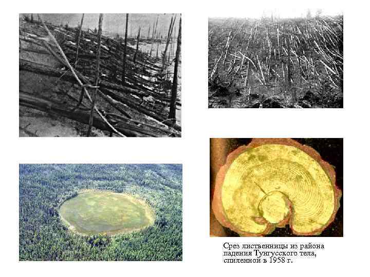 Срез лиственницы из района падения Тунгусского тела, спиленной в 1958 г. 