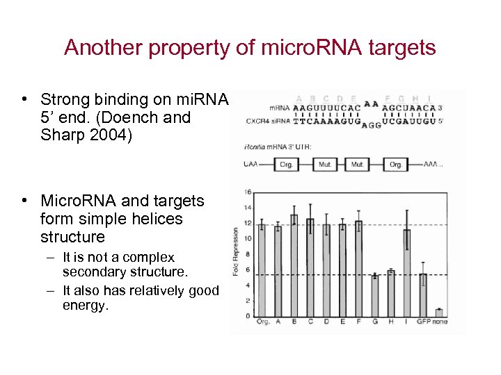 Another property of micro. RNA targets • Strong binding on mi. RNA 5’ end.