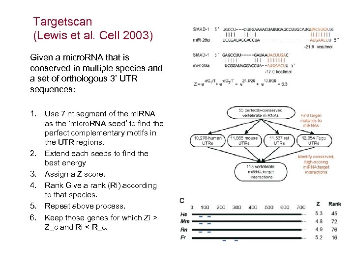 Targetscan (Lewis et al. Cell 2003) Given a micro. RNA that is conserved in