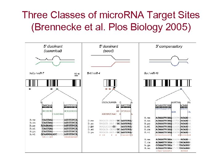 Three Classes of micro. RNA Target Sites (Brennecke et al. Plos Biology 2005) 