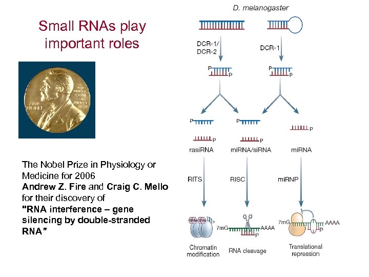 Small RNAs play important roles The Nobel Prize in Physiology or Medicine for 2006