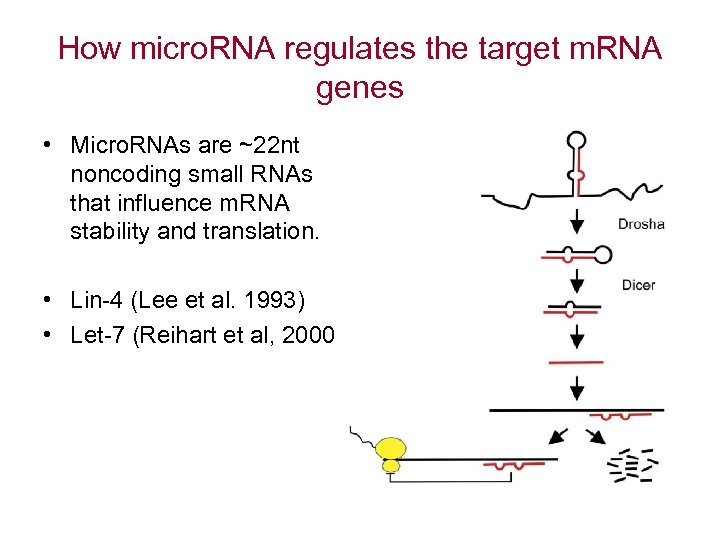 How micro. RNA regulates the target m. RNA genes • Micro. RNAs are ~22