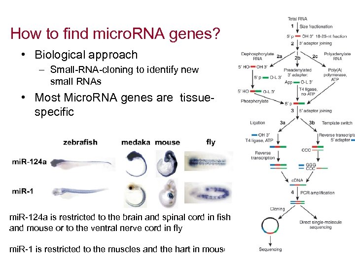 How to find micro. RNA genes? • Biological approach – Small-RNA-cloning to identify new