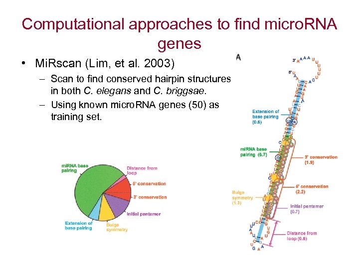 Computational approaches to find micro. RNA genes • Mi. Rscan (Lim, et al. 2003)
