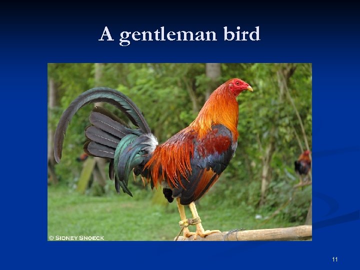 A gentleman bird 11 