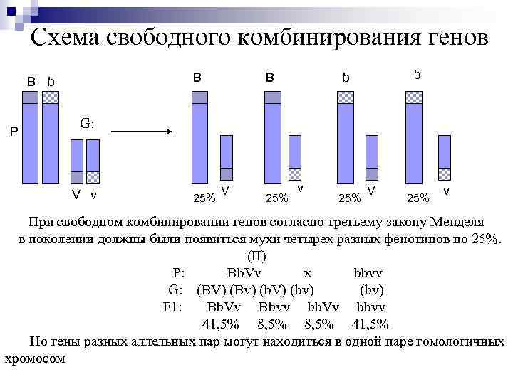 Схема свободного комбинирования генов B B b Р B b b G: V v